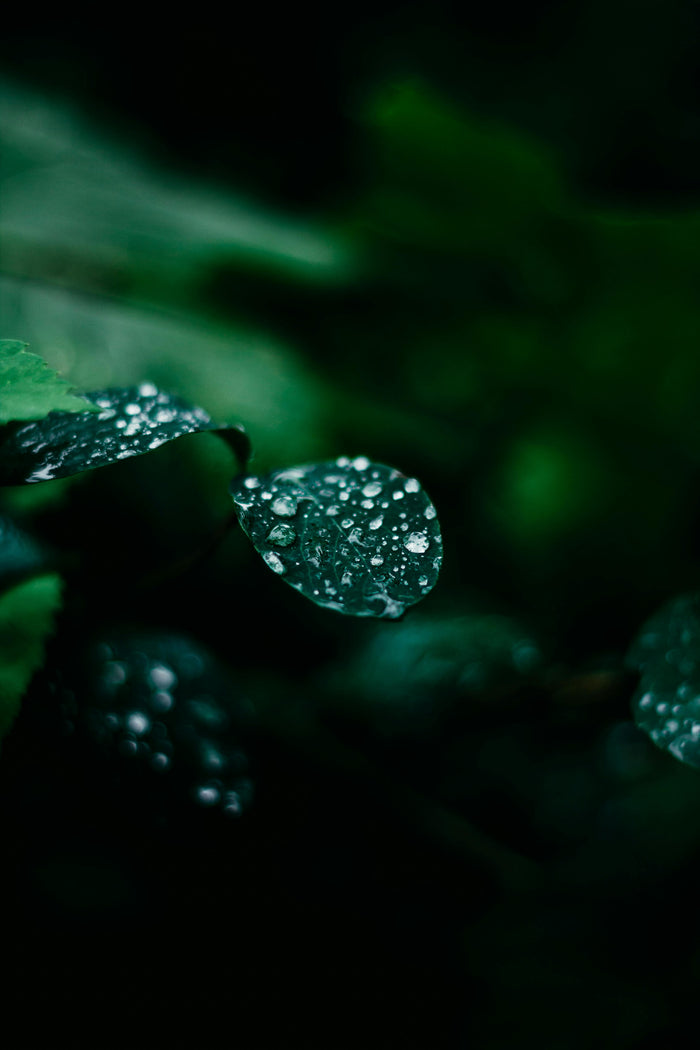 Deep forest green